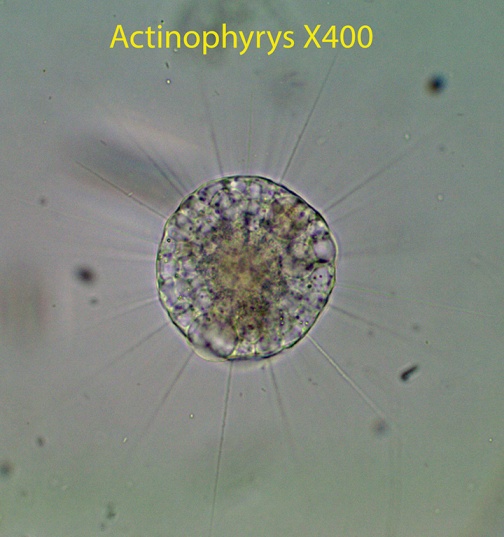 Amoeba Actinophyrys spp