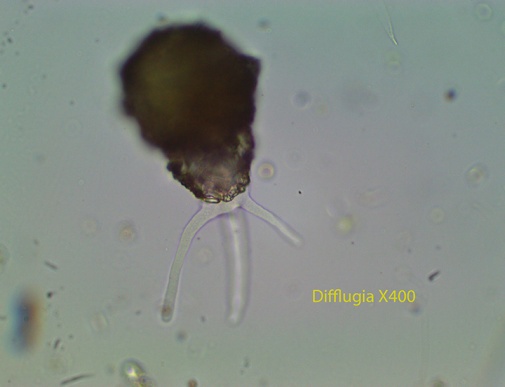 Amoeba Difflugia spp. spp