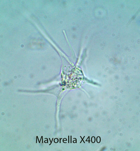 Amoeba Mayorella spp
