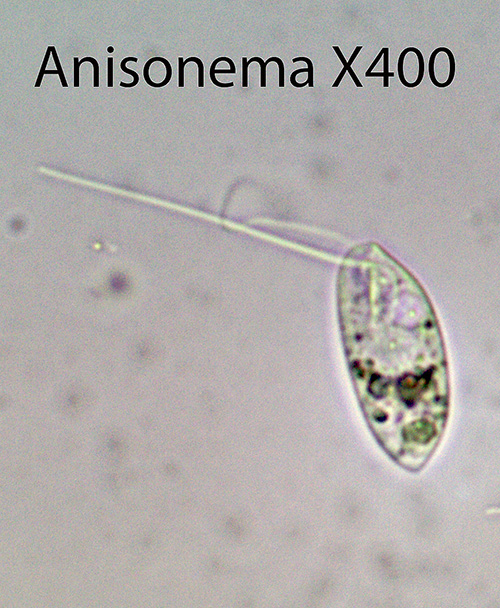 Flagellate Anisonema spp