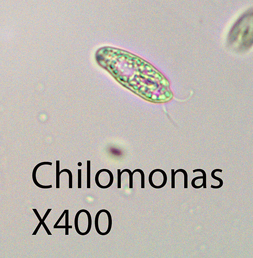 Flagellate Chilomonas spp