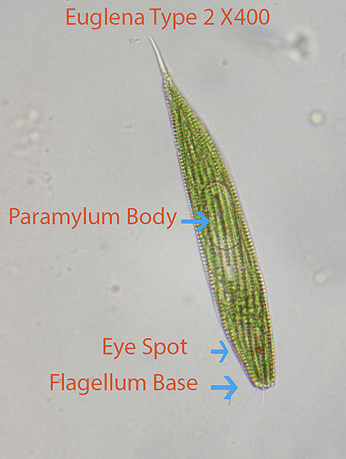 Flagellate Euglena spp