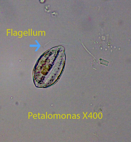 Flagellate Petalomonas spp