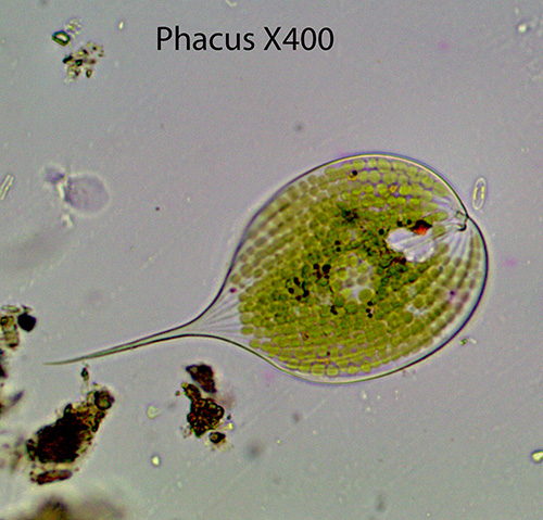 Flagellate Phacus spp