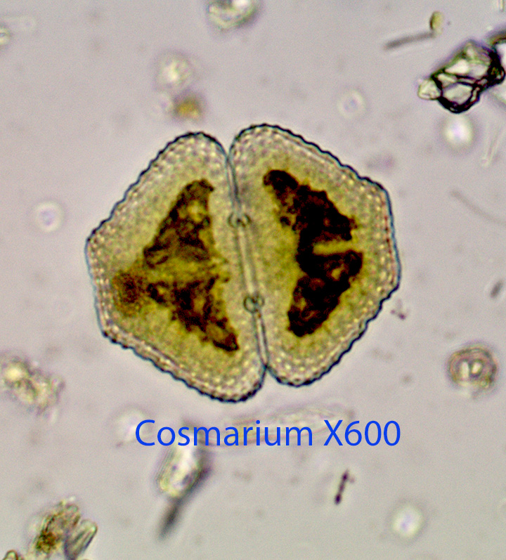 desmid-cosmarium-spp