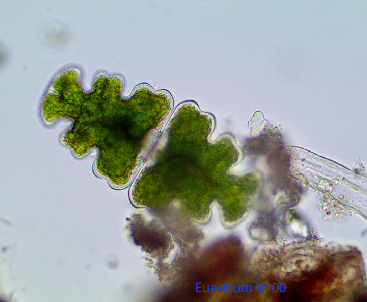 desmid-euastrum-spp-gp-7-1-2014