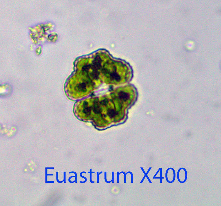 Desmid Euastrum spp.jpg