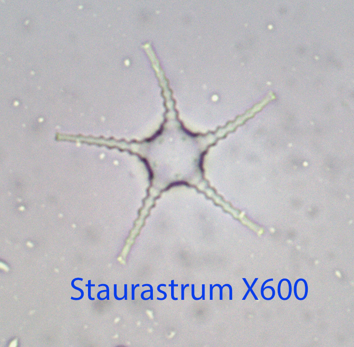 Desmid Staurastrum spp.jpg