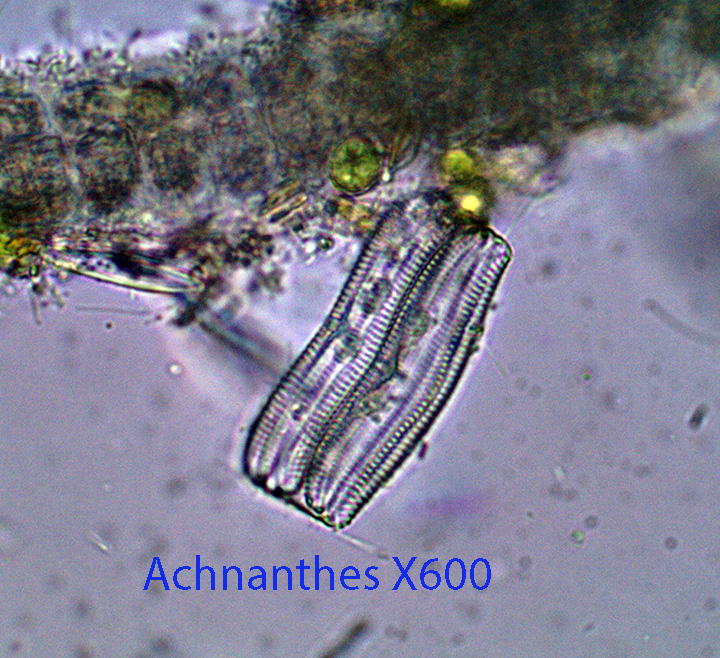 Diatom Acnanthes X600 pp TP Pool April 24 2015.jpg
