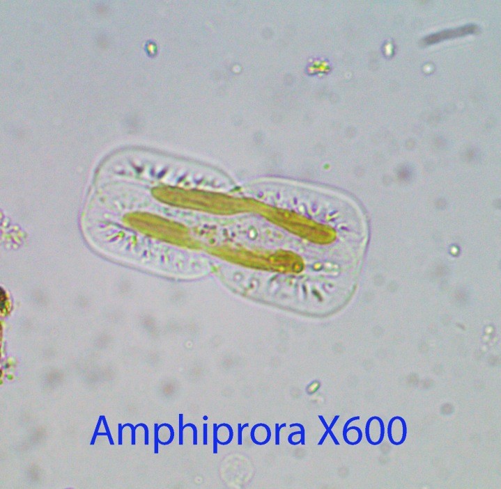 diatom-amphiprora-a-x400-baybridge-intertidal-9-11-2014
