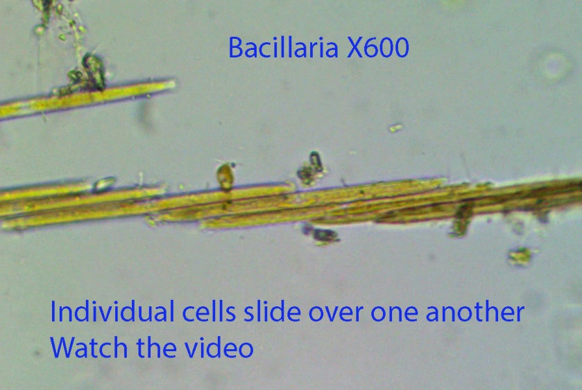 diatom-bacillaria-spp