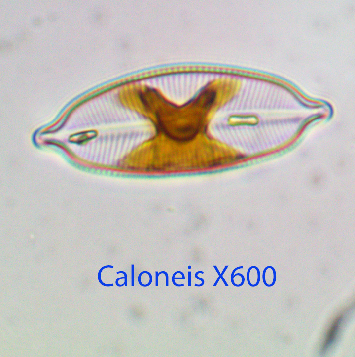 Diatom Caloneis spp.jpg