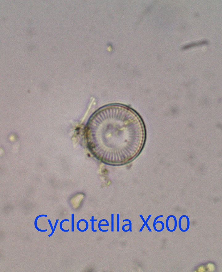 diatom-centrate-cyclotella-spp-x600-green-point-high-intertidal-9-22-2014