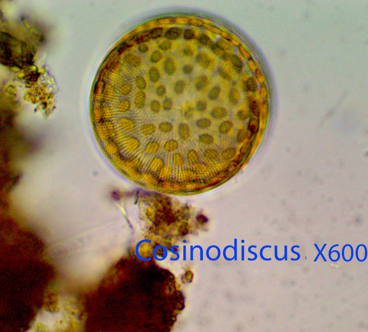Diatom Cosinodiscus spp.jpg