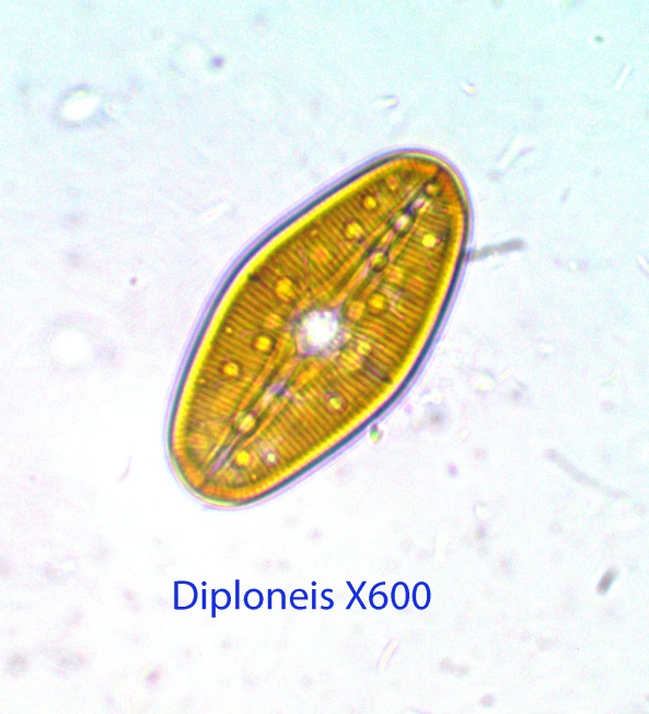 diatom-diploneis-x600-baybridge-intertidal-9-11-2014