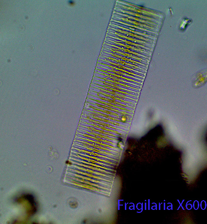 Diatom Fragillaria spp.jpg