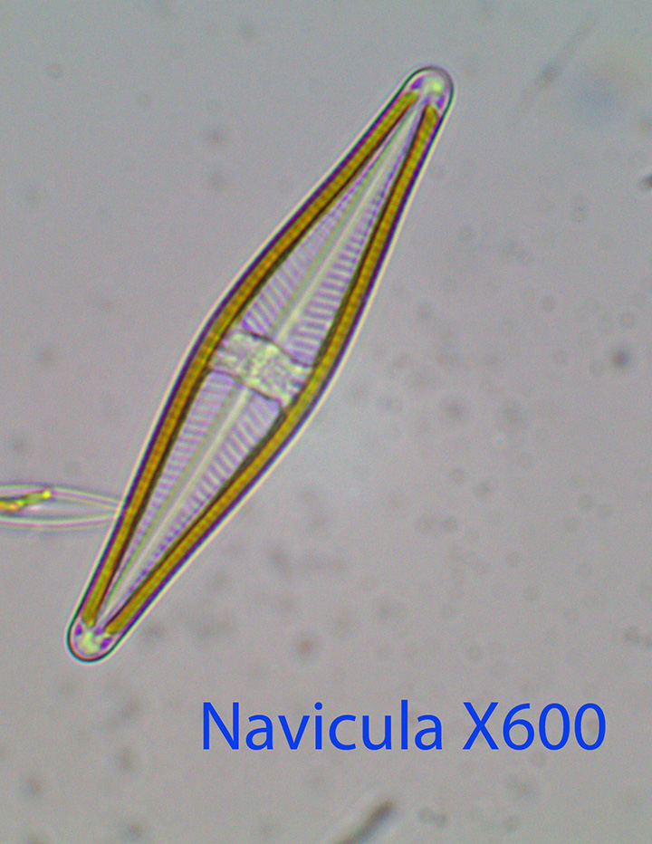 Diatom Navicula spp.jpg