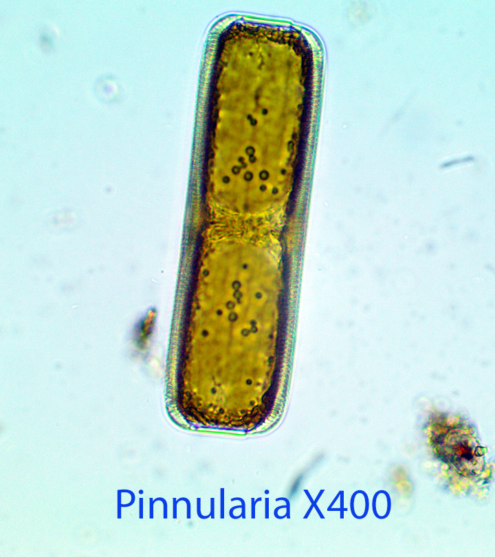 Diatom Pinnularia X400Baybridge Intertidal 9 11 2014 bb.jpg
