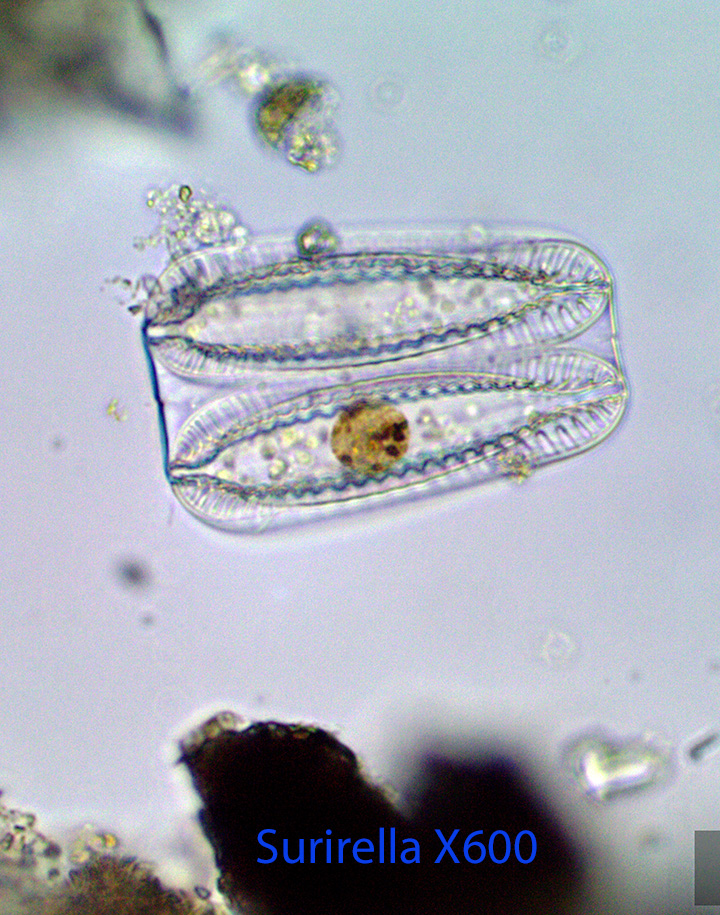 Diatom Surirella spp.jpg