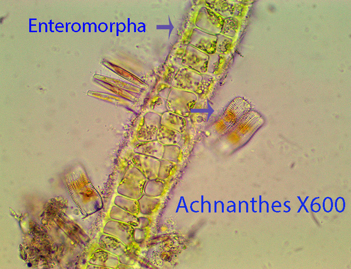 Diatoms Achnanthes attrached to Enteromorpha X600 6.jpg