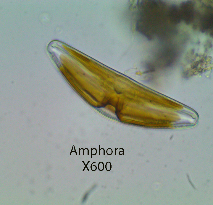 Diatoms Amphora X600.jpg