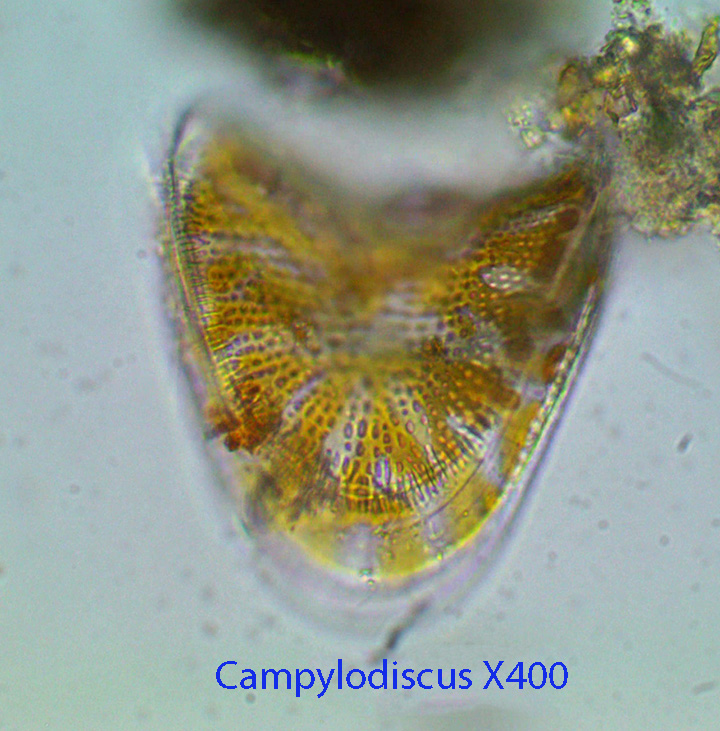 diatoms-campylodiscus-ff-x600-baybridge-intertidal-9-11-2014-1
